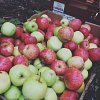 apples